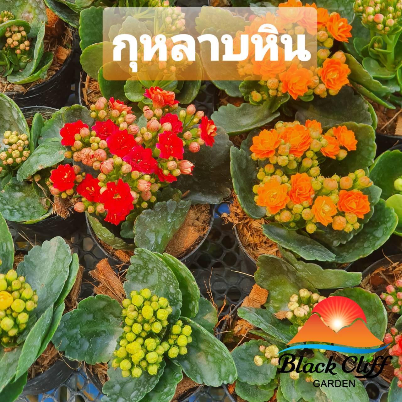 กุหลาบหิน ต้นกุหลาบหิน สวนเขาหมาก รับประกันสินค้า ไม้อวบน้ำ ต้นสวยงามพร้อมดอก ไม้ประดับ