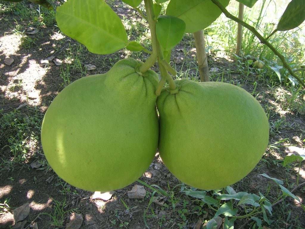 ส้มโอทับทิมสยาม ส้มโอทับทิมสยามรสชาติหวานไม้ผล สูง 40 ซม. วิสาหกิจชุมชน สวนเขาหมาก