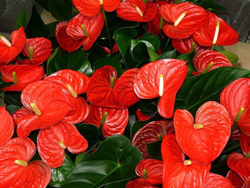 ต้นหน้าวัว (Pot Anthurium) หน้าวัว สวนเขาหมาก ขนาดกระถาง 7 นิ้ว รับประกันสินค้า สินค้าส่งออก ไม้ประดับ