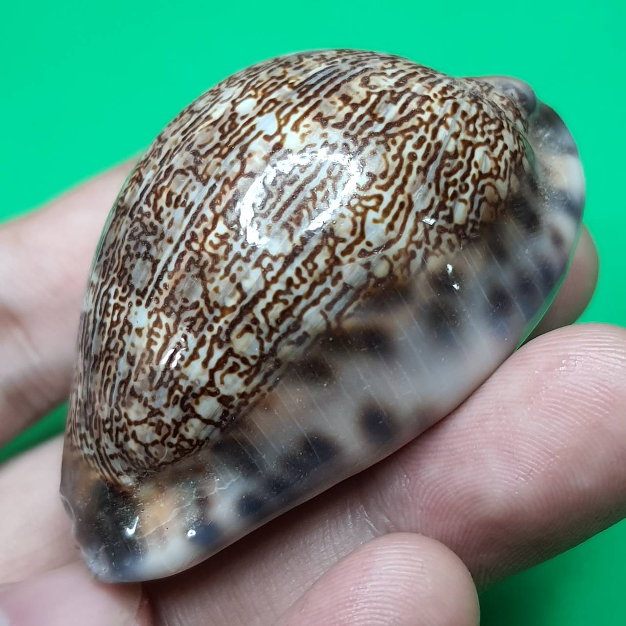 ของป้องกัน เบี้ยแก้ครู เล็ก ขนาดความยาว 4 - 5 ซม. เบี้ยแก้คุณไสย ของแท้ เบี้ยแก้ปลุกเสก เบี้ยแก้หอย เบี้ยแก้ของแท้