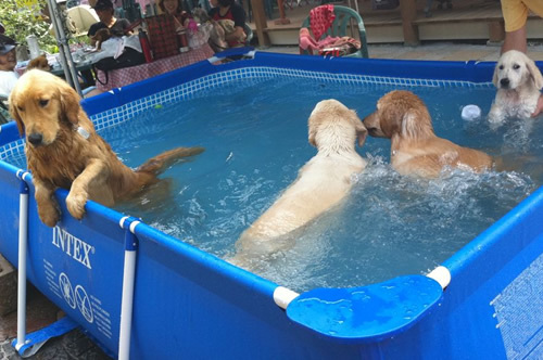 สระน้ำสำเร็จรูป สระน้ำขนาดใหญ่ Intex Rectangular สระน้ำสี่เหลี่ยมขาด 8 ฟุต สีน้ำเงิน รุ่น 28271