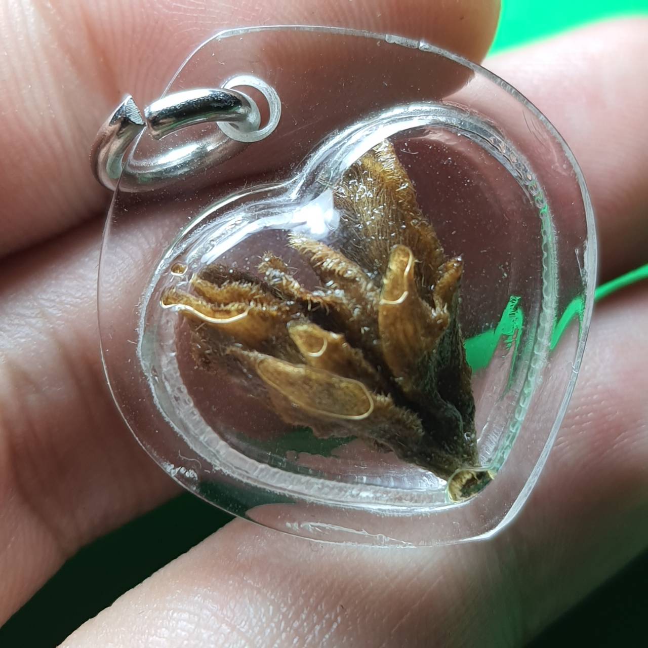 ของเสน่ห์ หัวใจมหาเสน่ห์ ดอกเถาวัลย์หลง เลี่ยมกรอบบ เถาหลง ว่านเถาหลง ของแท้ เถาวัลย์หลง