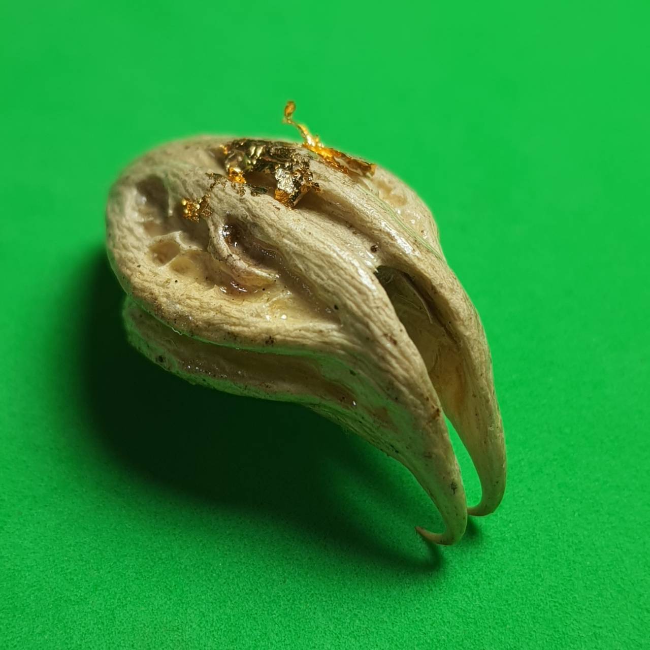 ของป้องกัน พญาเล็บครุฑ สีขาว ป้องกันภัย เพิ่มอำนาจ เกี่ยวเงินทอง เล็บครุฑ เล็บพญาครุฑ ผลเล็บครุฑ