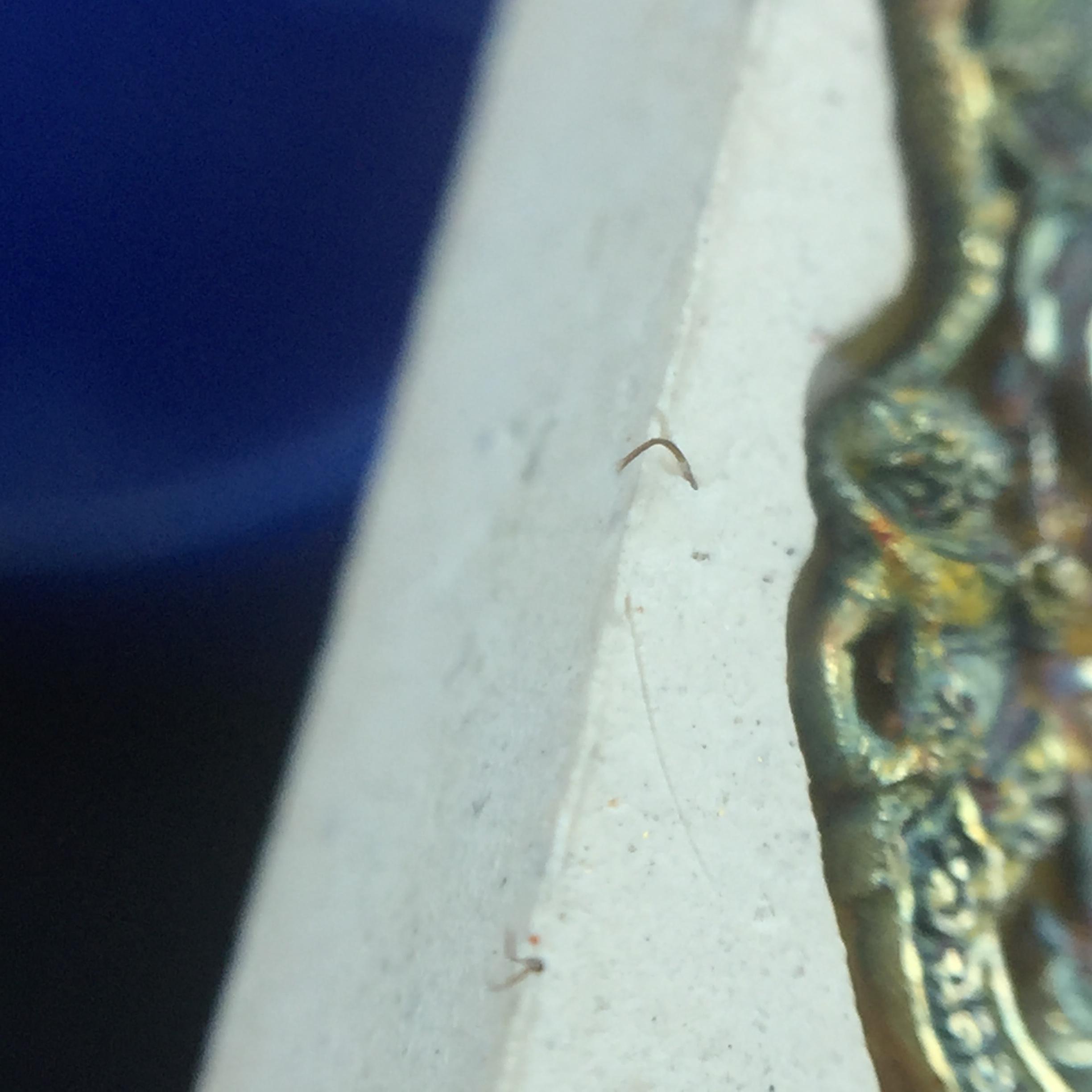 พระแก้วมรกต(จำลอง)ทรงเครื่องฤดูร้อน พระผงบูชา ด้านหน้าปิดทอง ด้านหลังตราฉลองสิริราชสมบัติครบ 60ปี เนื้อเงินขึ้นสีรุ้งธรรมชาติสร้างสรรค์งดงาม(รุ่นนี้ได้พระราชทานเส้นพระเจ้า(เส้นผม)รัชกาลที่9ในการจัดสร้าง)***องค์นี้พิเศษมองเห็นเส้นผมติดอยู่ด้านหลังชัดเจน***