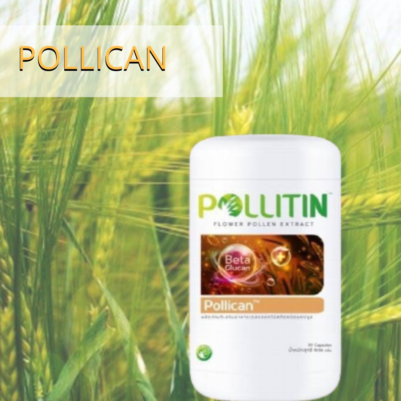 พอลลิติน พอลลิตัน Pollitin Pollican พอลลิแคน(เพิ่มภูมิคุ้มกัน)