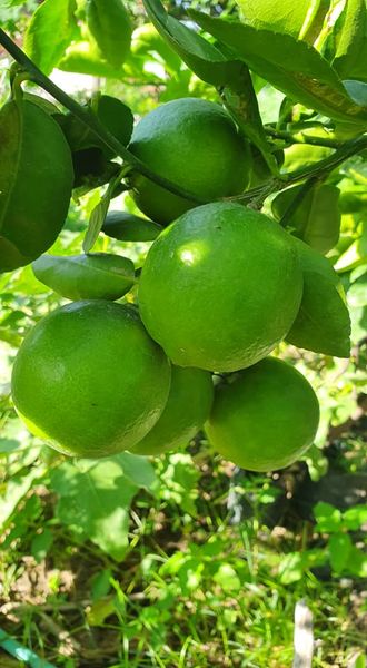 มะนาว lemon มะนาวผลสด สวนเขาหมาก (1000 กรัม) blackcliffgarden เปรี้ยวแบบธรรมชาติ