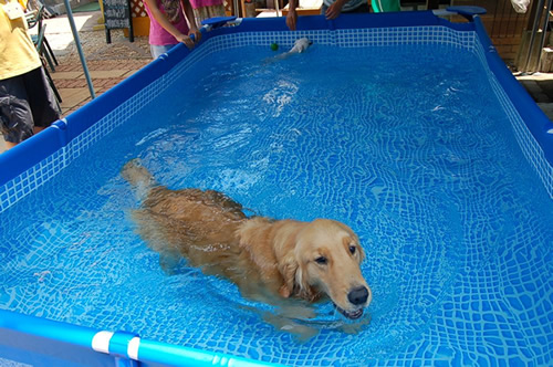 สระน้ำสำเร็จรูป สระน้ำขนาดใหญ่ Intex Rectangular สระน้ำสี่เหลี่ยมขาด 8 ฟุต สีน้ำเงิน รุ่น 28271