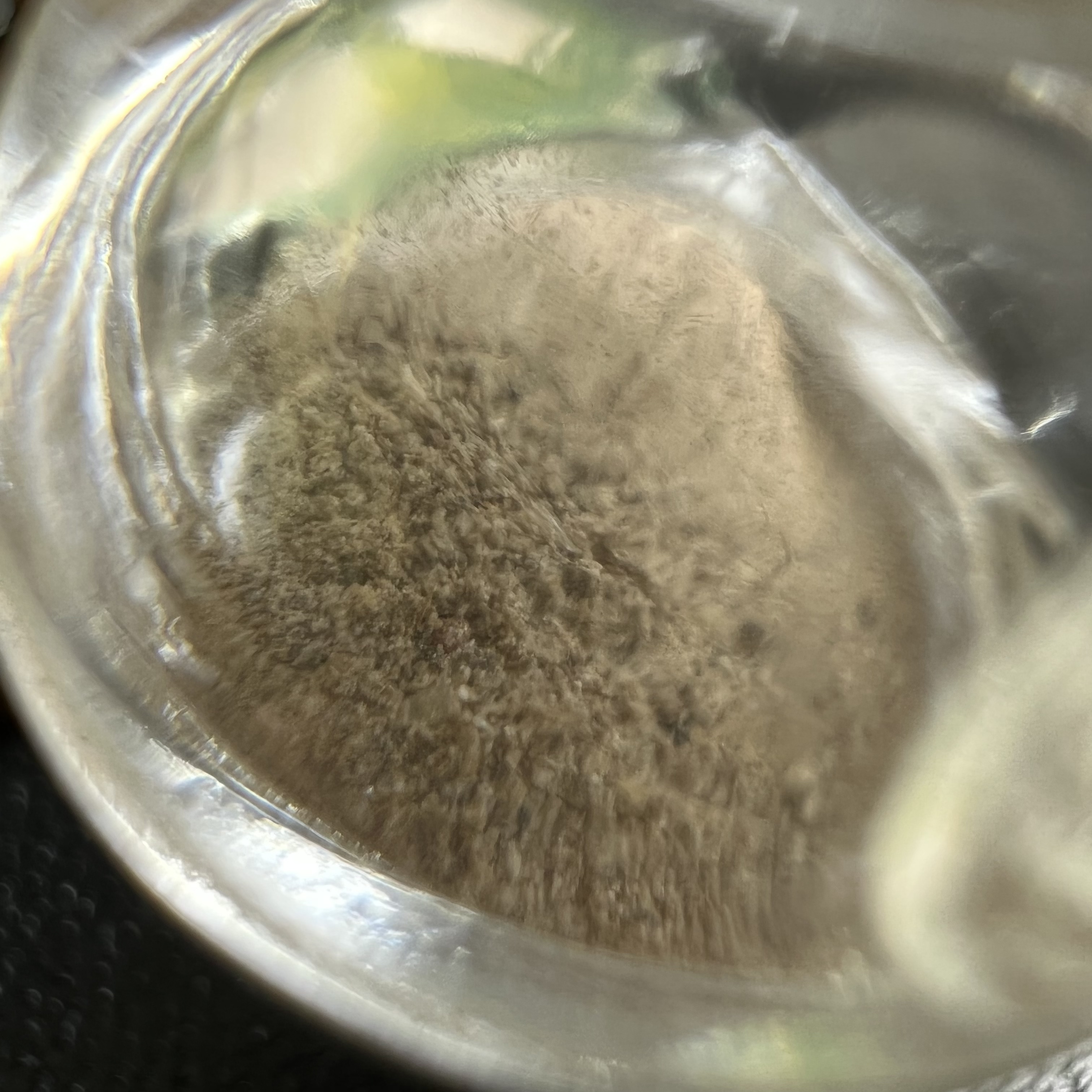 พระพุทธชินราช(จำลอง) ภปร 84 พรรษา เนื้อบรอนซ์รมดำซาติน พิมพ์กลางขนาดหน้าตัก 1/2 นิ้ว )(พระราชทานมวลสาร จิตรลดาและเส้นพระเจ้า(เส้นผม)รัชกาลที่9)