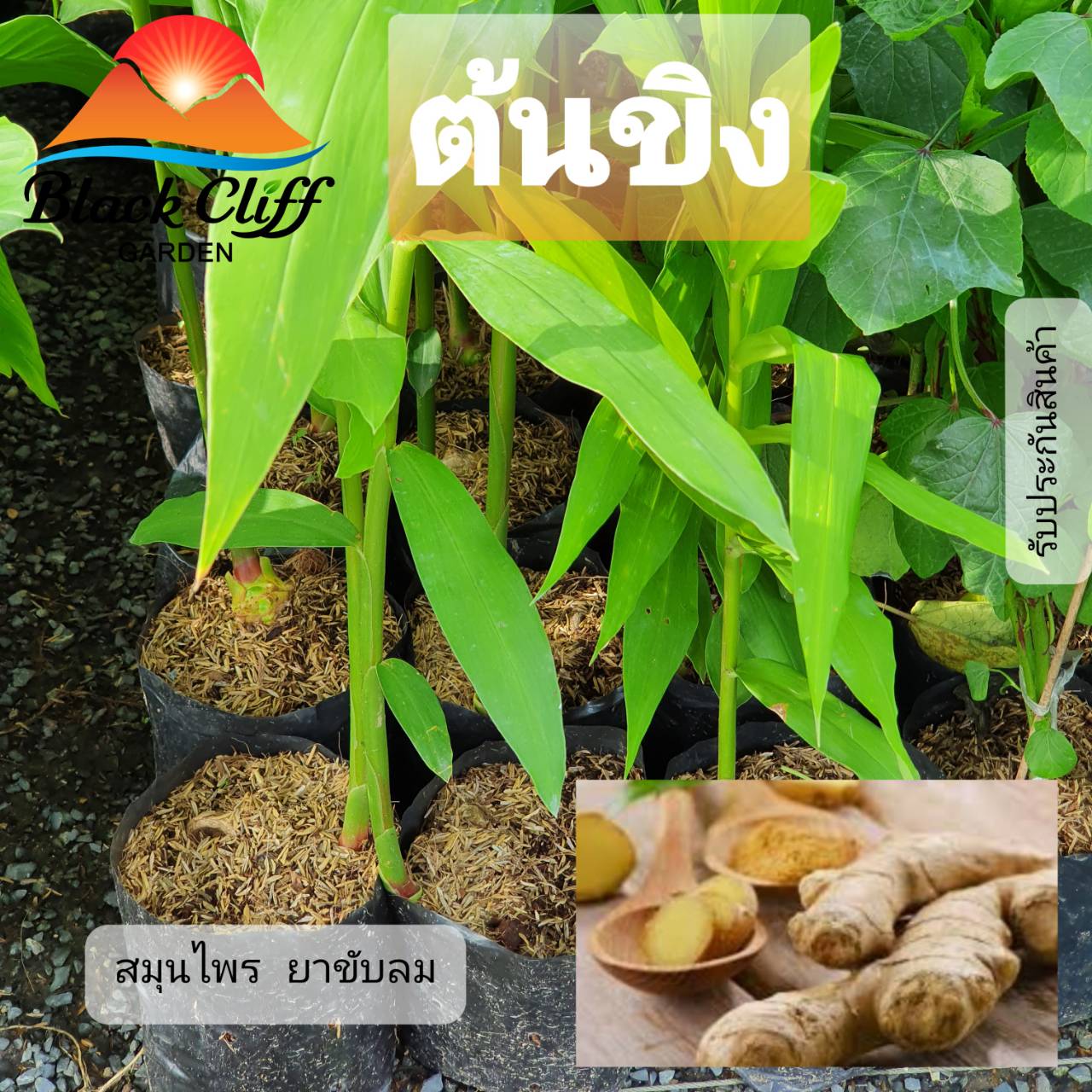 ต้นขิง ขิง สมุนไพร กิ่งพันธุ์ ต้นไม้ ไม้ผล ต้นพันธ์ เมล็ดพันธ์ พันธุ์ไม้ ไม้มงคล ไม้ฟอกอากาศ เมล็ดพันธุ์ สวนเขาหมาก บำรุงร่างกาย เป็นยาระบาย ประกอบอาหาร