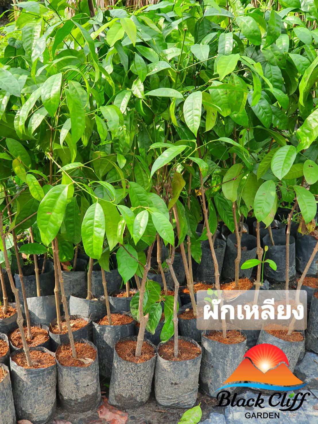 กิ่งพันธุ์ผักเหลียง ผักสวนครัว รับประทานเองที่บ้าน สวนเขาหมาก