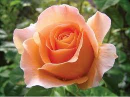กุหลาบสีแดง ต้นกุหลาบดอก ดอกใหญ่สวย สวนเขาหมาก รับประกันสินค้า ต้นสวย ดอกสวย แจ้งสีได้