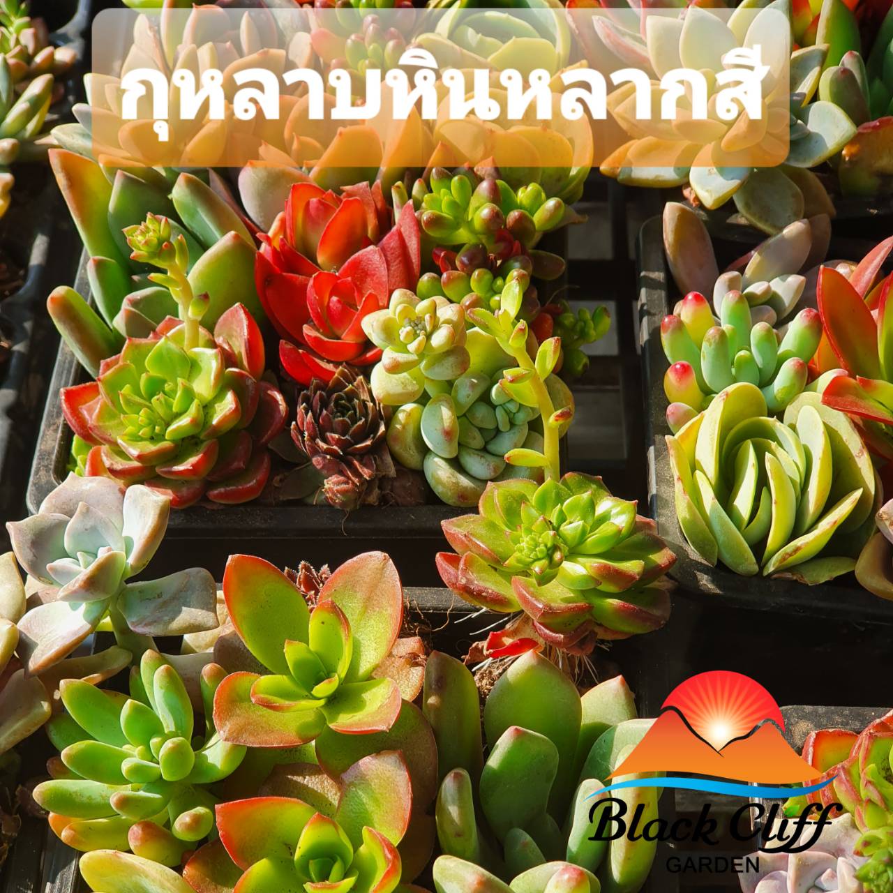 กุหลาบหินนำโชคหลากสี ไม้อวบน้ำ แคลตัส กระบองเพรช ต้นไม้มงคล ไม้มงคล เพื่อการค้าขาย เพื่อความร่ำรวยไม่ขัดสน เสริมฮวงจุ้ย รับประกันสินค้า