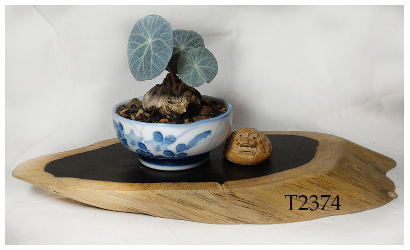 ฐานไม้มะเกลือ(African Ebony) ทรงรี หลายขนาด มีลิ้งค์แยก