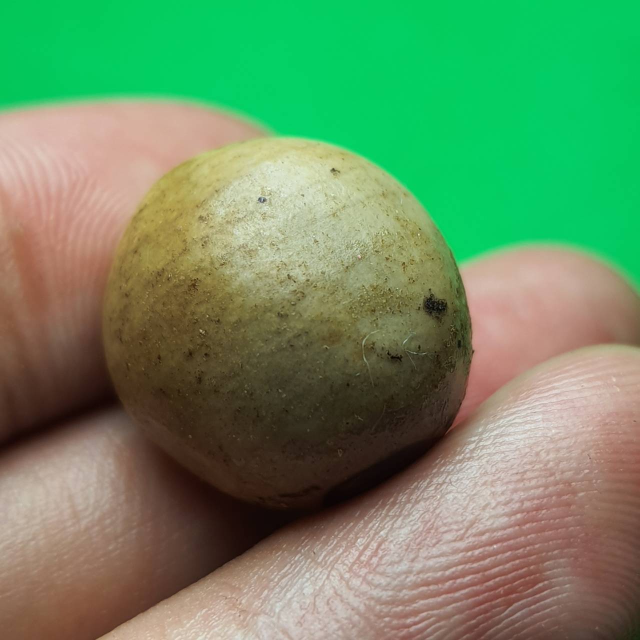 ของเสน่ห์ ลูกสวาทมหาเสน่ห์รุนแรง อุดด้วยว่านเสน่ห์รุนแรงมากถึง 54 ชนิด ลูกสวาส ลูกสวาด ลูกสวาทแท้