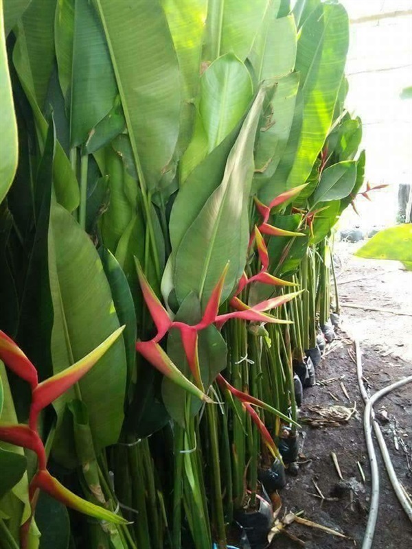 ต้นเฮลิโคเนีย ต้น เฮลิโคเนีย Heliconia บันไดสวรรค์ สวนเขาหมาก ไม้ประดับรั้ว ไม้ดอก ไม้ป่า