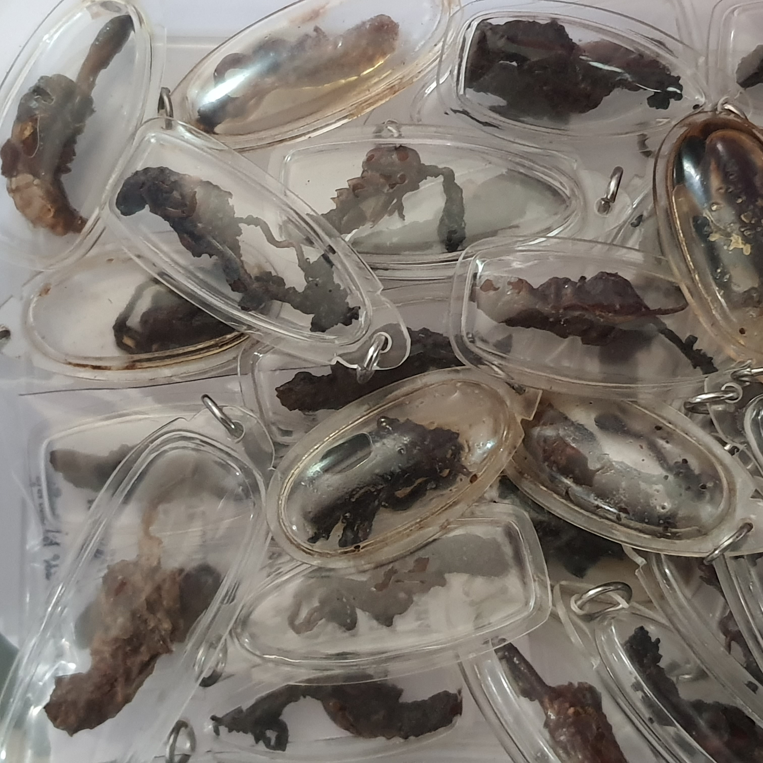 ของนำโชค ว่านจั๊กจั่นของแท้ เลี่ยมกรอบ ขนาด 3-4ซ.ม. ปลุกเสกแล้ว ว่านจั๊กจั่น เรไร พญาว่านจั๊กจั่น ว่านจั๊กจั่นของแท้