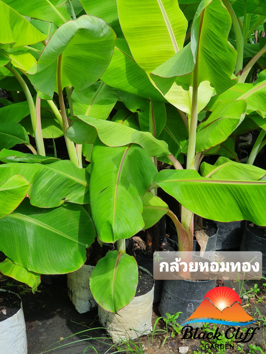 กล้วยหอมทอง ต้นไม้ ต้นพันธ์ วิสาหกิจชุมชน สวนเขาหมาก
