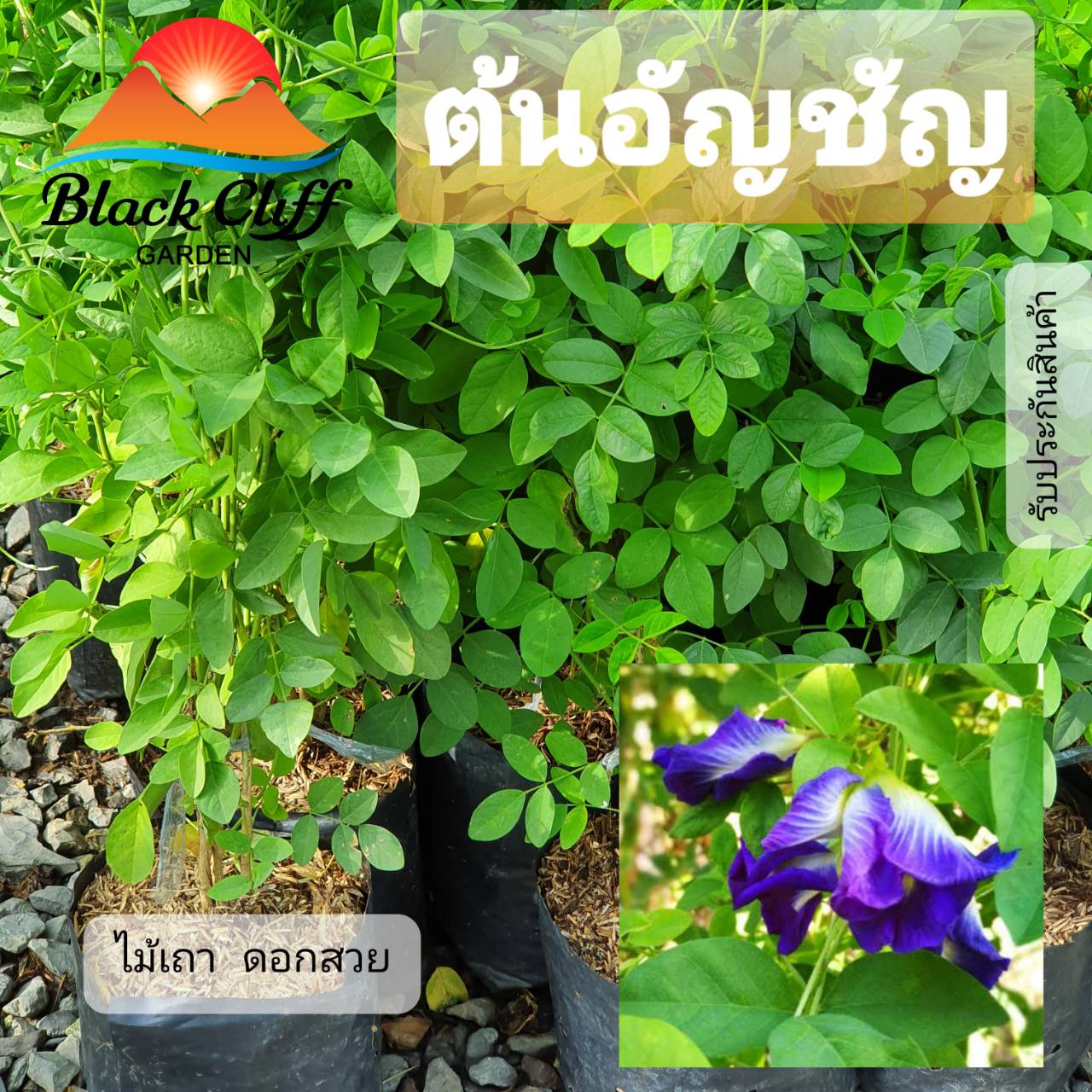 ต้นอัญชันกิ่งพันธุ์ ต้นไม้ ไม้ผล ต้นพันธ์ เมล็ดพันธ์ พันธุ์ไม้ ไม้มงคล ไม้ฟอกอากาศ เมล็ดพันธุ์ สวนเขาหมาก ไม้เลื้อย ลดความเครียด ลดน้ำตาลในเลือด บำรุงร่างกาย บำรุงประสาท ต้านอนุมูลอิสระ ลดความอ้วน