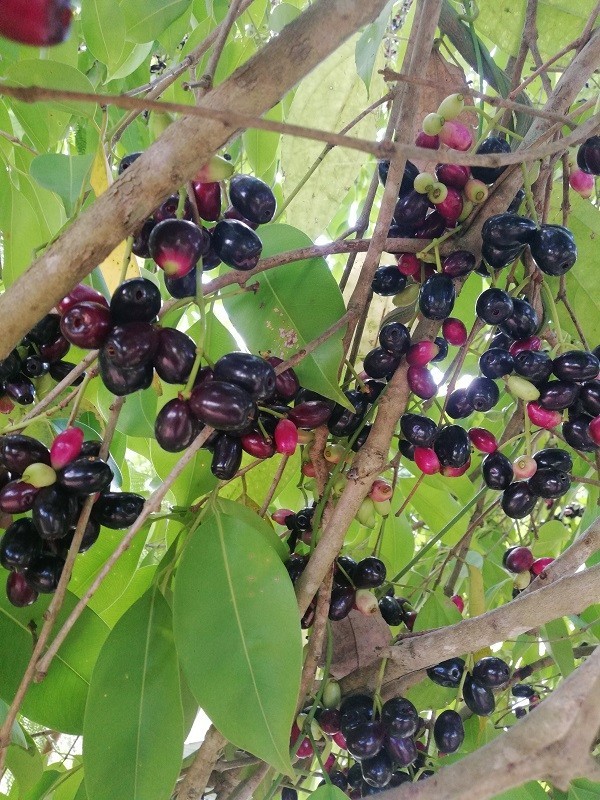 ต้นลูกหว้าเกษตร ลูกหว้า blackcliffgarden สวนผลไม้ ไม้ผล