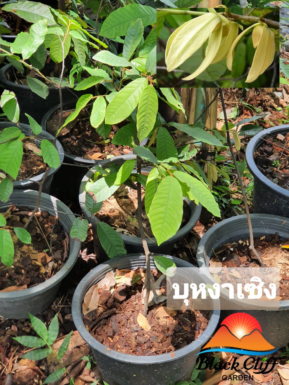 ต้นบุหงาเชิง ไม้หอม ดอกหอม ไม้มงคล ต้นไม้ เมล็ดพันธ์ พันธุ์ไม้หายาก ไม้ประดับ ไม้ดอก