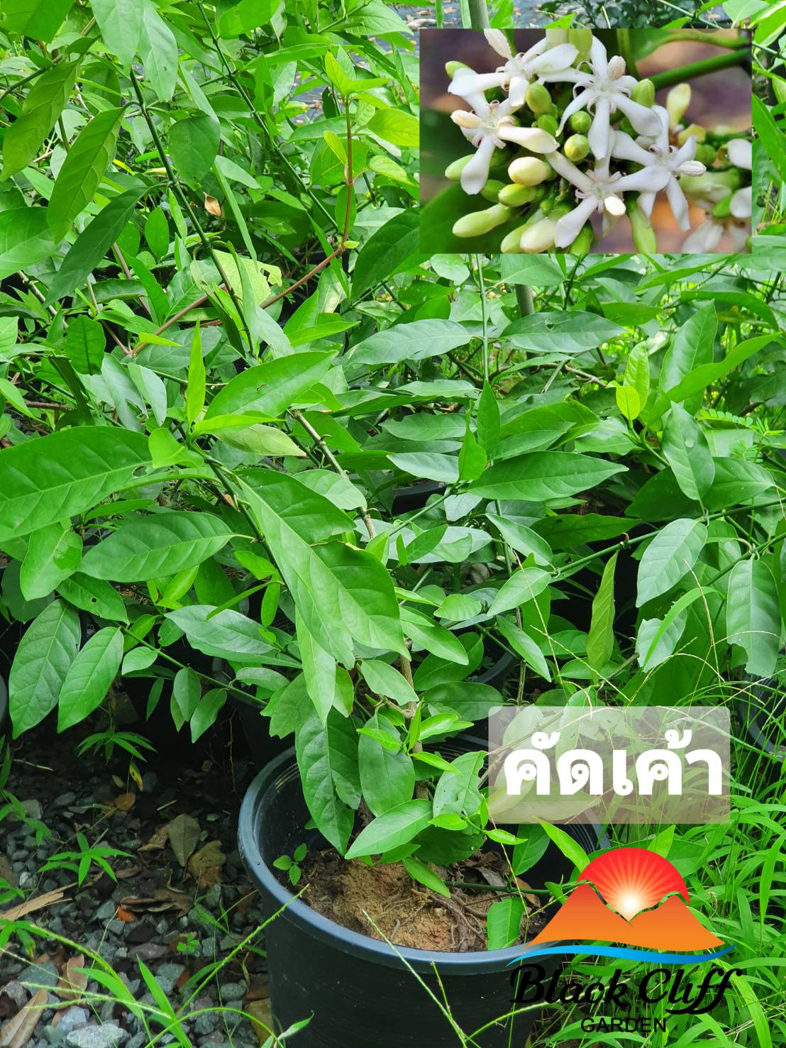 ต้นคัดเค้า คัดเค้า สวนเขาหมาก ไม้หอม ดอกหอม ไม้มงคล เพื่อป้องกันถัยอันตราย แก้ปัญหาอุปสรรค