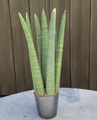 ว่านงาช้าง Sansevieria Boncel สวนเขาหมาก ต้นไม้กระถาง ในกระถาง 4 นิ้ว ในกระถางมี 8-10 ต้นรวมกัน ต้นไม้ฟอกอากาศ
