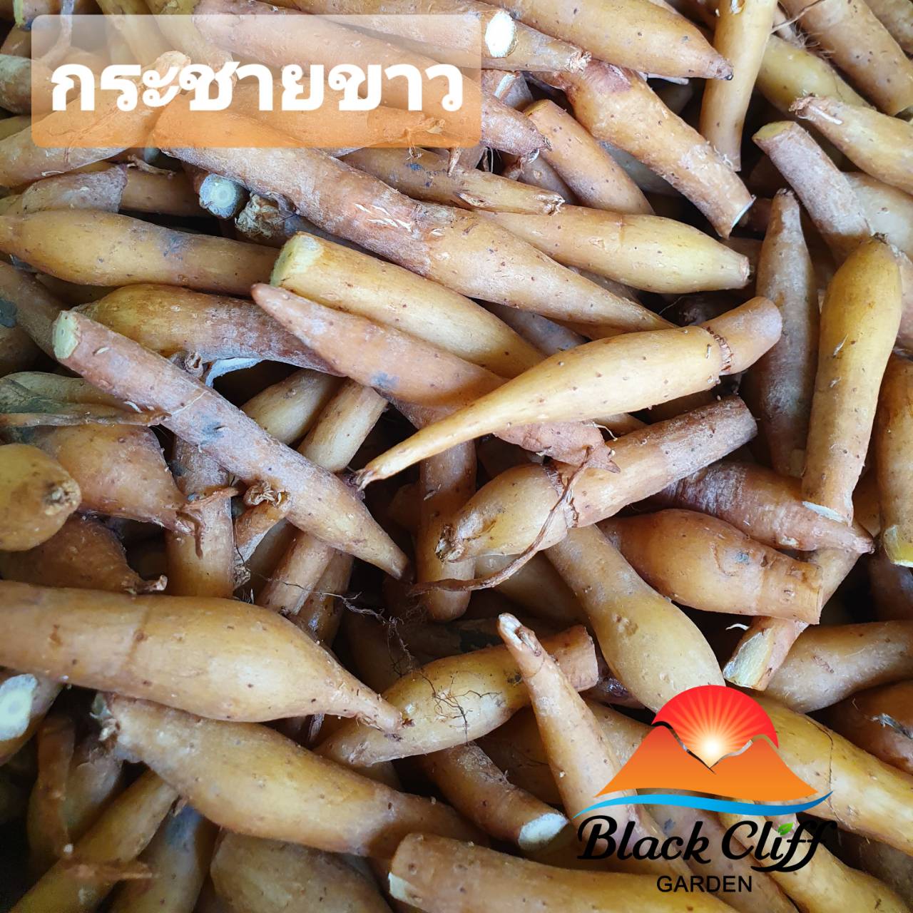 กระชายขาว รากกระชายขาว (ครึ่งกิโลกรัม) สวนเขาหมาก blackcliffgarden พืชสมุนไพร ผักสวนครัว ป้องกันโควิท