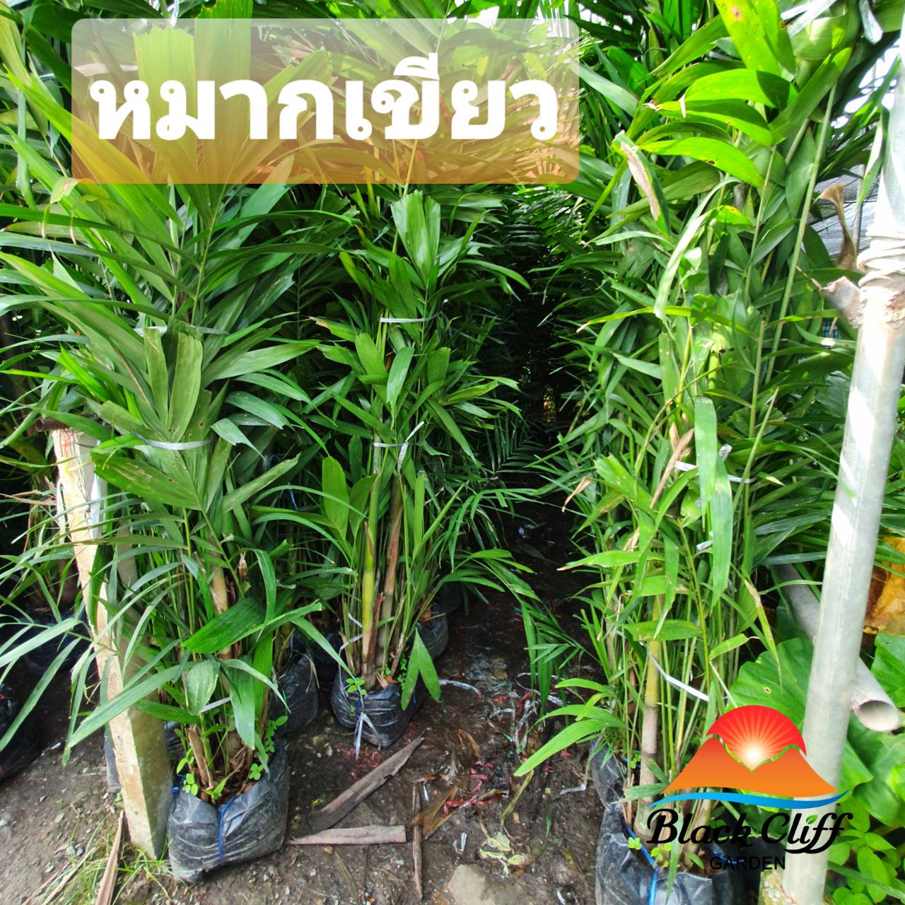 หมากเขียว blackcliigarden ไม้ประดับรั้ว ไม้แดด ไม้กลางแจ้ง ชอบน้ำมาก สูง 2 เมตร ติดต่อสวน