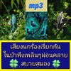 [พรเทวะ] แฟลชไดร์ฟ Mp3 เสียงนกร้องเรียกกันในป่า ฟังเพลินๆ ผ่อนคลาย สบายสมอง ลดความเครียด ใช้กับเครื่องเล่น USB/mp3 ทุกชนิดหรือเปิดฟังในรถยนต์เปิดในคอมพิวเตอร์ได้ *** สามารถ โหลดใส่มือถือ ฟังได้ ** เปิดในคอมพิวเตอร์ได้ USB-MP3 คือ แฟลชไดร์ฟที่ลงเพลงแล้วพร้