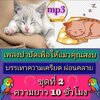 [พรเทวะ] แฟลชไดร์ฟ Mp3 ชุดที่ 2 เพลงบำบัดเพื่อทำให้แมวของคุณสงบ บรรเทาความเครียด ผ่อนคลาย ความยาวกว่า 10 ชั่วโมง Healing Music to Calm Your Cat ใช้กับเครื่องเล่น USB/mp3 ทุกชนิดหรือเปิดฟังในรถยนต์เปิดในคอมพิวเตอร์ได้ *** สามารถ โหลดใส่มือถือ ฟังได้ ** เปิ