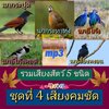 [พรเทวะ] แฟลชไดร์ฟ Mp3 รวมเสียงสัตว์ 5 ชนิด ชุดที่ 4 เสียงคมชัด ความยาวเสียงละ 1-2 ชั่วโมง 1.นกกระปูด 2. นกอีโก้ง 3.นกกระทาทุ่ง 4.นกกิ้งโครงคอดำ 5.นกเอี้ยงหงอน ใช้กับเครื่องเล่น USB/mp3 ทุกชนิดหรือเปิดฟังในรถยนต์เปิดในคอมพิวเตอร์ได้ *** สามารถ โหลดใส่มือถ
