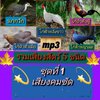 [พรเทวะ] แฟลชไดร์ฟ Mp3 เสียงธรรมชาติ รวมเสียงสัตว์ 5 ชนิด ชุดที่ 1 เสียงคมชัด ความยาวเสียงละ 1-2 ชั่วโมง 1.ไก่ป่าตัวผู้ 2.ไก่ป่าตัวเมีย 3.ไก่ฟ้าพญาลอ 4.ไก่ฟ้าหลังขาว 5.นกกวัก ใช้กับเครื่องเล่น USB/mp3 ทุกชนิดหรือเปิดฟังในรถยนต์เปิดในคอมพิวเตอร์ได้ *** สาม