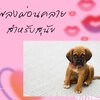 Magic Relaxing Music for dogs (เพลงผ่อนคลาย สำหรับสุนัข) ความยาว 7 ชั่วโมง
