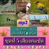 [พรเทวะ] แฟลชไดร์ฟ Mp3 เสียงธรรมชาติ รวมเสียงสัตว์ 5 ชนิด ชุดที่ 5 เสียงคมชัด ความยาวเสียงละ 1-2 ชั่วโมง 1.เสียงนกกระแตผีเล็ก 2.เสียงนกกะรางหัวหงอก 3.เสียงนกขมิ้นท้ายทอยดำ 4.เสียงนกขุนแผนหรือนกสาลิกาดง 5.เสียงนกแจนแวน ใช้กับเครื่องเล่น USB/mp3 ทุกชนิดหรือ