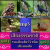 [พรเทวะ] แฟลชไดร์ฟ Mp3 เสียงธรรมชาติ รวมเสียงสัตว์ 5 ชนิด ชุดที่ 7 เสียงคมชัด ความยาวเสียงละ 1-2 ชั่วโมง 1. เสียงนกฮุก 2.เสียงนกปรอดแม่ทะ 3.เสียงนกกาเหว่า 4. เสียงนกแซงแซวห่างบ่วงใหญ่ 5.เสียงนกคุ้มอืด ใช้กับเครื่องเล่น USB/mp3 ทุกชนิดหรือเปิดฟังในรถยนต์เป