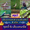 [พรเทวะ] แฟลชไดร์ฟ Mp3 เสียงธรรมชาติ รวมเสียงสัตว์ 5 ชนิด ชุดที่ 6 เสียงคมชัด ความยาวเสียงละ 1-2 ชั่วโมง 1.เสียงนกชายเลนน้ำจืด 2.เสียงนกตีนเทียน 3.เสียงนกมูม 4.เสียงนกเปล้าหางพลั่ว 5.เสียงนกยางเขียว ใช้กับเครื่องเล่น USB/mp3 ทุกชนิดหรือเปิดฟังในรถยนต์เปิด