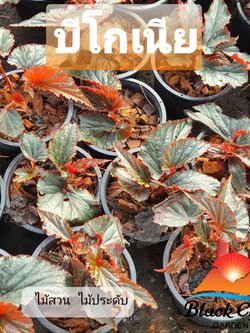 บีโกเนีย ต้นไม้ใบสวยนิยมปลูกเพิ่มความชุ่มชื้นในสวน