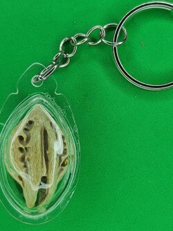 ของป้องกัน เล็บครุฑแบบพวงกุญแจ สีขาว เล็บครุฑ ผลเล็บครุฑ ของแท้ เล็บพญาครุฑ