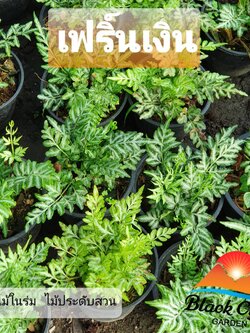 ต้นเฟิร์นราชินีเงิน เฟิร์นลายเงิน เฟิร์นใบเงิน สวนเขาหมาก ไม้ประดับตกแต่งห้องสวยงาม ไม้ฟอกอากาศ ไม้มงคลเสริมฮวงจุ้ยด้านการเงิน
