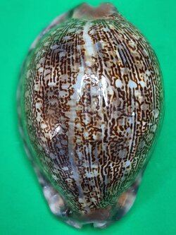 ของป้องกัน เบี้ยแก้ครู เล็ก ขนาดความยาว 4 - 5 ซม. เบี้ยแก้คุณไสย ของแท้ เบี้ยแก้ปลุกเสก เบี้ยแก้หอย เบี้ยแก้ของแท้