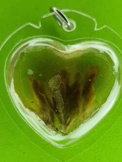 ของเสน่ห์ หัวใจมหาเสน่ห์แรงๆ ดอกเถาวัลย์หลง เถาวัลย์หลง เถาหลง ดอกเถาหลง ของแท้ จี้ดอกเถาหลง จี้หัวใจ