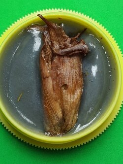 ของเสน่ห์ สีผึ้งนางพญาว่านดอกไม้ทองเสน่ห์หา ว่านดอกทอง สีผึ้งแท้ ว่านดอกทองแท้ ว่านดอกทอง ดอกว่านดอกทอง