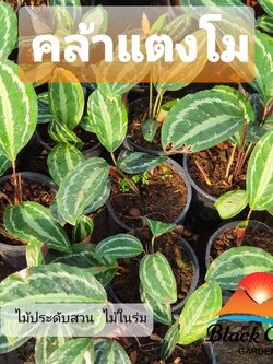 ต้นคล้าแตงโม คล้าแตงโม,คลุ้ม,พุทธรักษาน้ำ,เทพรักษา (Calathea) ไม้มงคลช่วยคุ้มครองรักษาและให้มีความสงบสุข