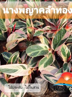 นางพญาคล้าทอง คล้าทอง ไม้มงคลช่วยคุ้มครองรักษาและให้มีความสงบสุข เรียกเงินเรียกทอง เสริมการค้าขาย