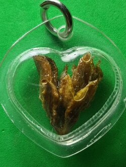 ของเสน่ห์ หัวใจมหาเสน่ห์ ดอกเถาวัลย์หลง เลี่ยมกรอบบ เถาหลง ว่านเถาหลง ของแท้ เถาวัลย์หลง