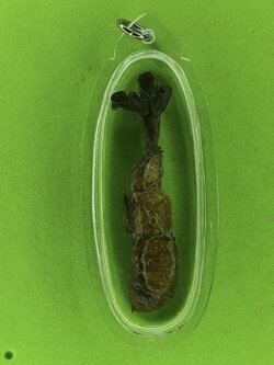 ของนำโชค ว่านจั๊กจั่น เลี่ยมกรอบ ขนาด 4-4.5ซม ของแท้ ปลุกเสกแล้ว ว่านจั๊กจั่น เรไร พญาว่านจั๊กจั่น