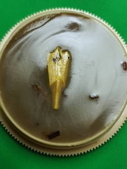 ของนำโชค สีผึ้งค้าขายดีมาก สาริกาไม้มะรุม สีผึ้งของแท้ สีผึ้งโชคลาภ สาริกาลิ้นทอง สีผึ้งแท้ สาริกามหาเสน่ห์ สาริกามหาลาภ สาริกาให้โชค สาริกาค้าขาย