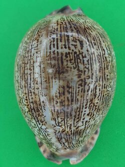 ของป้องกัน เบี้ยแก้ครู ขนาดกลาง เบี้ยแก้ของแท้ เบี้ยแก้คุณไสย ของแท้ เบี้ยแก้ปลุกเสก