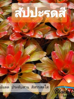 ต้นสับปะรดสี ไม้มงคล ไม้ทนแดด ไม้เลี้ยงง่าย สีสวย อึดทน