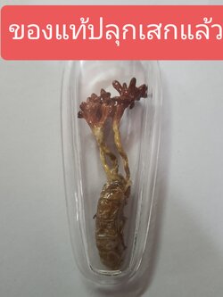 ของนำโชค พญาจั๊กจั่น ว่านจั๊กจั่น เลี่ยมกรอบ ขนาด 6-6.5ซม ว่านจั๊กจั่น เรไร พญาว่านจั๊กจั่น